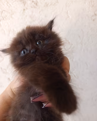 Gatti-gatto-gattini-cuccioli-persiani