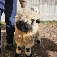 Agnella naso nero del Vallese