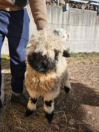 Agnella naso nero del Vallese
