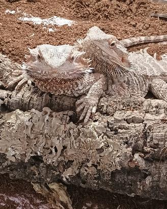Drago Barbuto (pogona)