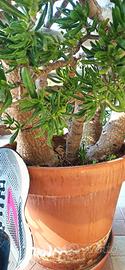 pianta ornamentale crassula hobbit