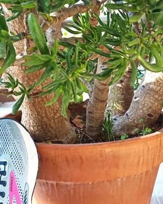 pianta ornamentale crassula hobbit
