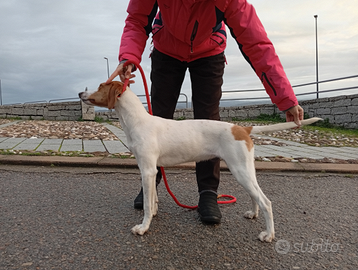 Segugio dell' Istria 7 mesi