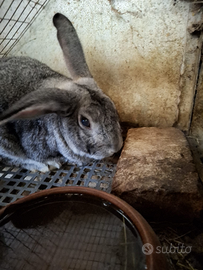 Coniglio grigio di Carmagnola