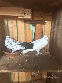 Colombi giganti ungheresi