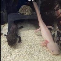 Coppia axolotl