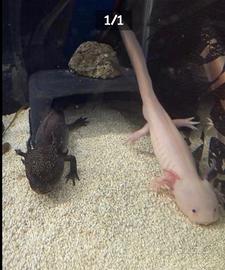 Coppia axolotl