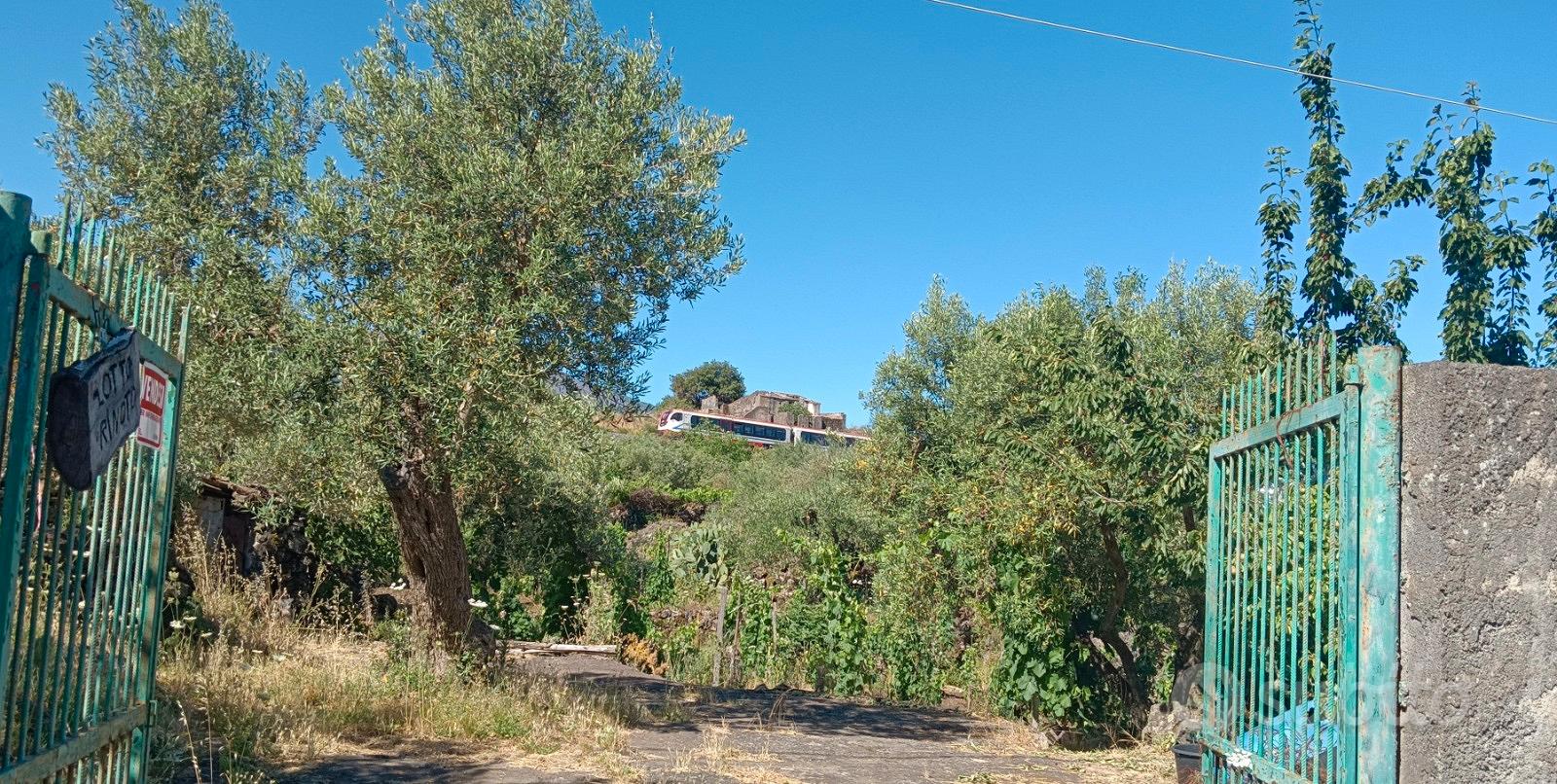 Vigneto, uliveto,rustico - View 6