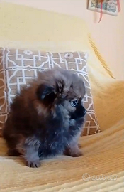 Volpino di Pomerania