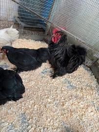 Trio cocincine nane più Moroseta