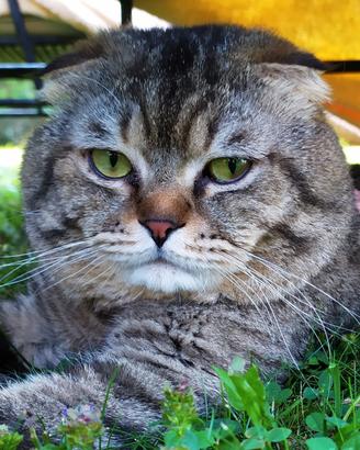 Accoppiamento maschio scottish fold