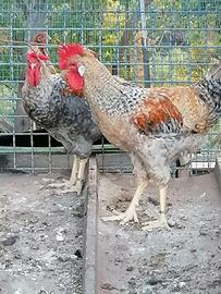 amrock australorp legbar