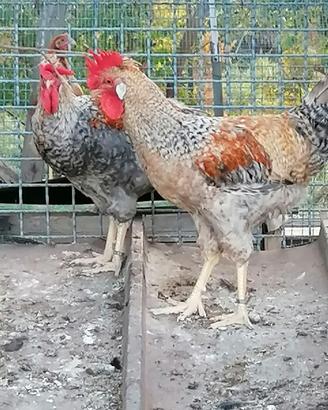 amrock australorp legbar