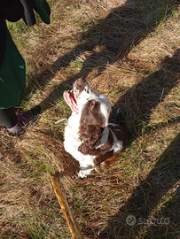 Springer Spaniel