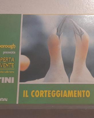 VHS il corteggiamento
