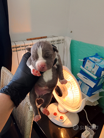 American Pitbull Terrier