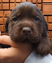 Labrador retriever