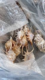 Vari tipi di conchiglie