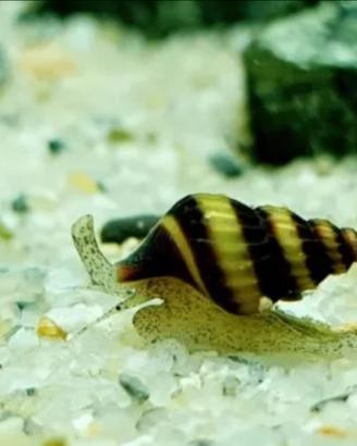 Assassin snail (Clea Helena)