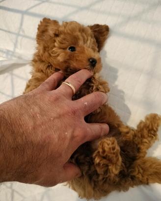 Barboncino mini toy