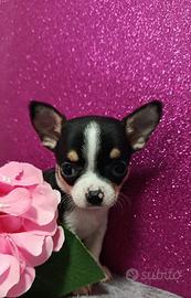 Chihuahua mini