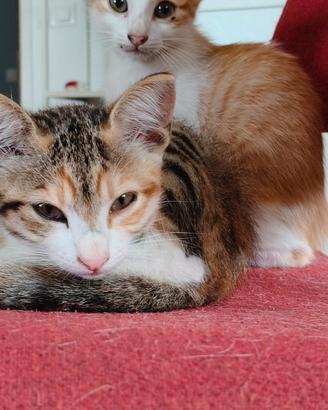Regaliamo gattina