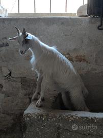 piccoli di capra girgentana 