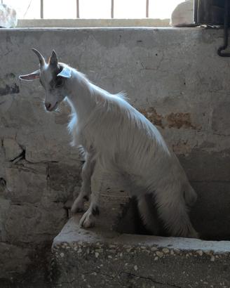 piccoli di capra girgentana 