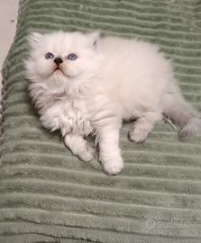 British longhair 