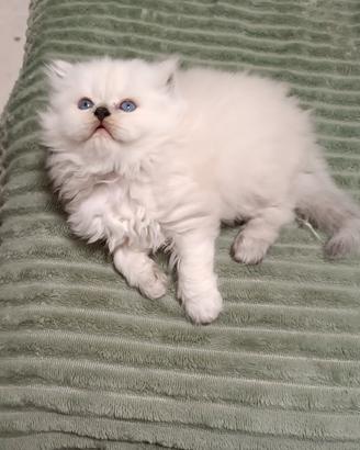 British longhair 