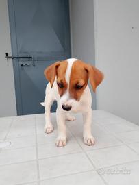 Cuccioli Jack Russell/Pinscher