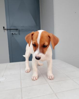 Cuccioli Jack Russell/Pinscher