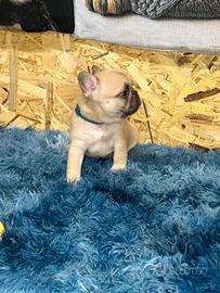 Cuccioli bulldog francese magnifici