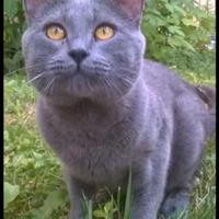 Cuccioli di Certosino