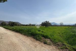 TER. AGRICOLO A VENAFRO