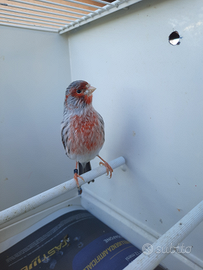 Canarini Agata Mosaico a fattore rosso