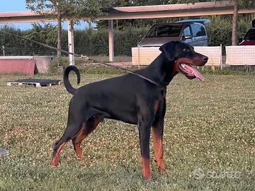 Cuccioli di dobermann