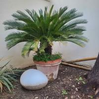 Cycas con vaso in cotto