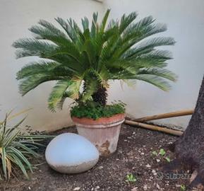 Cycas con vaso in cotto