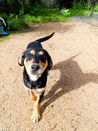 Allegra cucciola meticcia 4/5 mesi