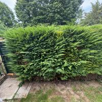 15 Pinetti da Giardino per Siepi