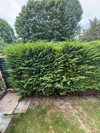 15 Pinetti da Giardino per Siepi