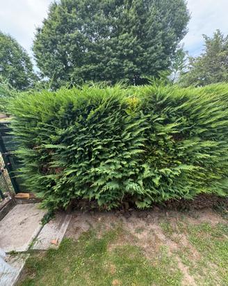 15 Pinetti da Giardino per Siepi