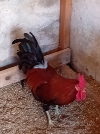 Gallo riproduttore 14 mesi cornuta di caltanissett