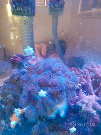 Coralli acropora millepora stilopora milka