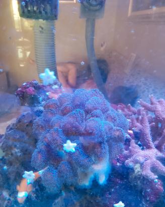 Coralli acropora millepora stilopora milka