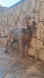 Cucciola di Weimaraner con pedigree