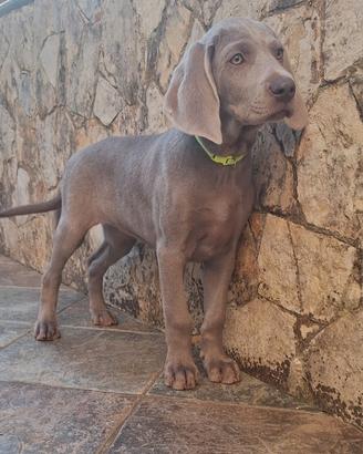 Cucciola di Weimaraner con pedigree