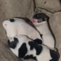 Cuccioli Jack Russel