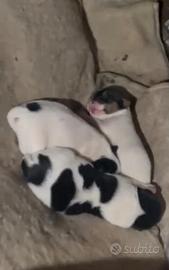 Cuccioli Jack Russel